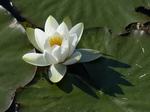 FZ029331 White water-lily (Nymphaea alba) at Bosherston lily ponds.jpg